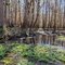 Ichetucknee Springs