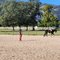 Horses and Pony Club in Hawaii