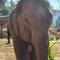 Elephant Jungle Sanctuary